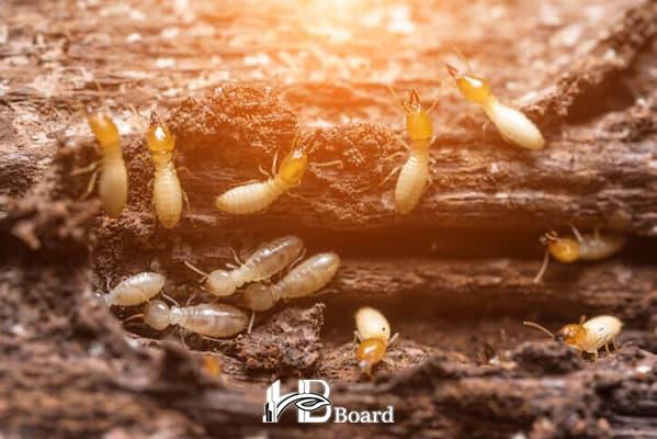 پانل‌های MGO مقاوم در برابر حشرات-hb